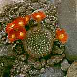 Rebutia aureiflora