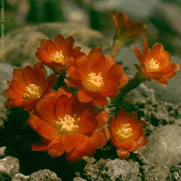 Rebutia aureiflora BACKEBERG