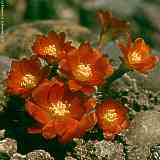 Rebutia aureiflora