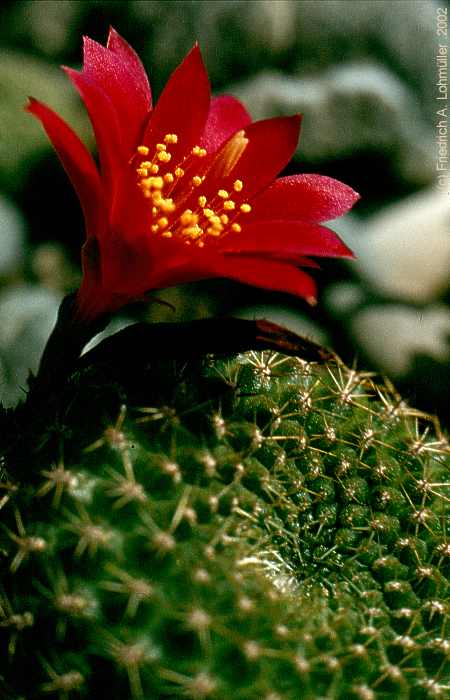 Rebutia violatiflora BACKEBERG