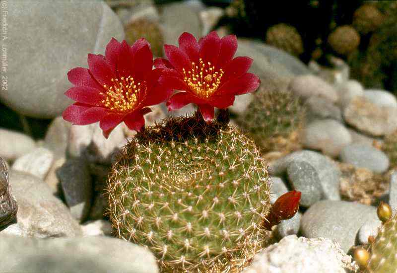 Rebutia violatiflora BACKEBERG