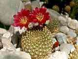 Rebutia minuscula