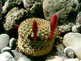 Rebutia minuscula