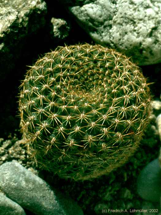 Rebutia violatiflora BACKEBERG