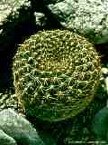 Rebutia aureiflora