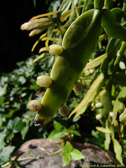 Rhipsalis micrantha