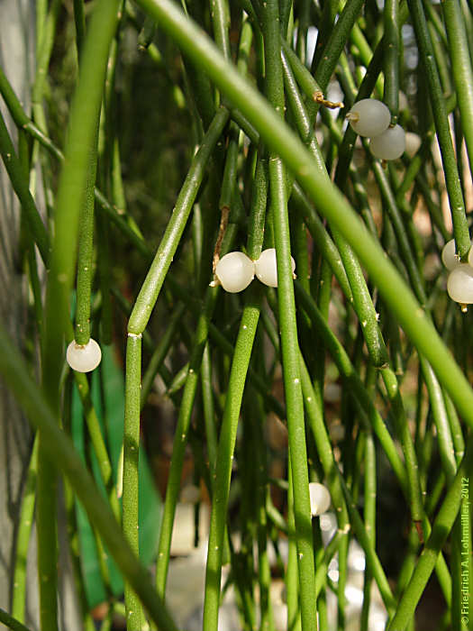 Rhipsalis burchelli