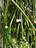 Rhipsalis pilocarpa