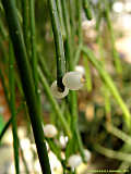 Rhipsalis burchelli