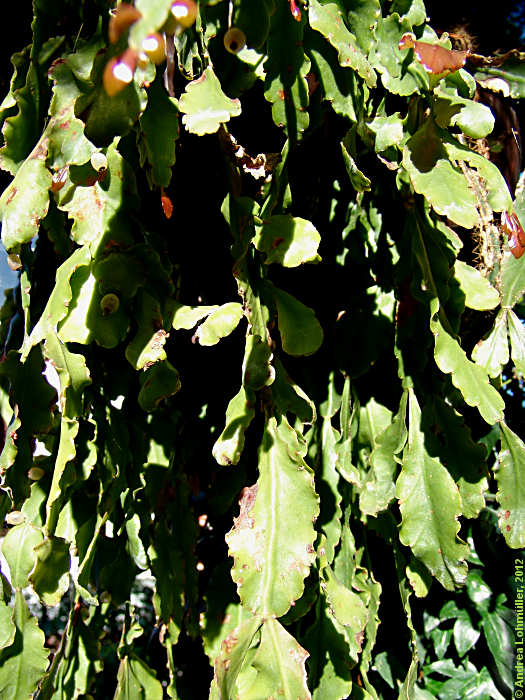 Rhipsalis crispata, Epiphyllum crispatum