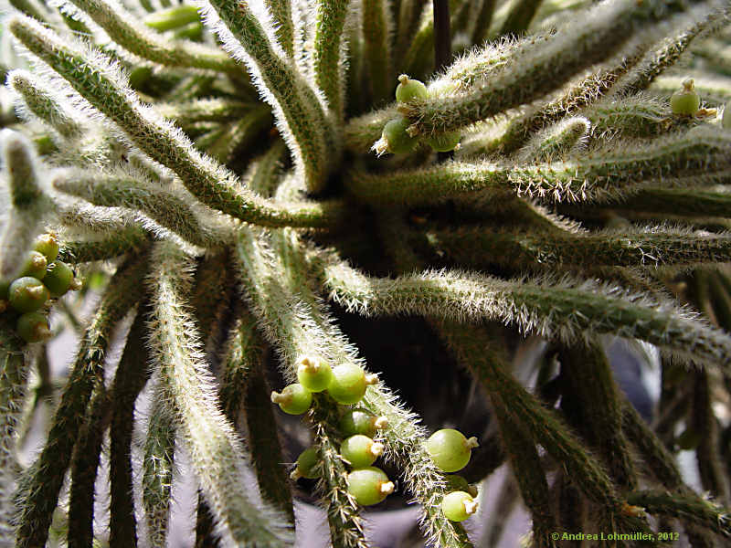 Rhipsalis baccifera subsp. horrida