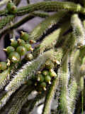 Rhipsalis baccifera subsp. horrida
