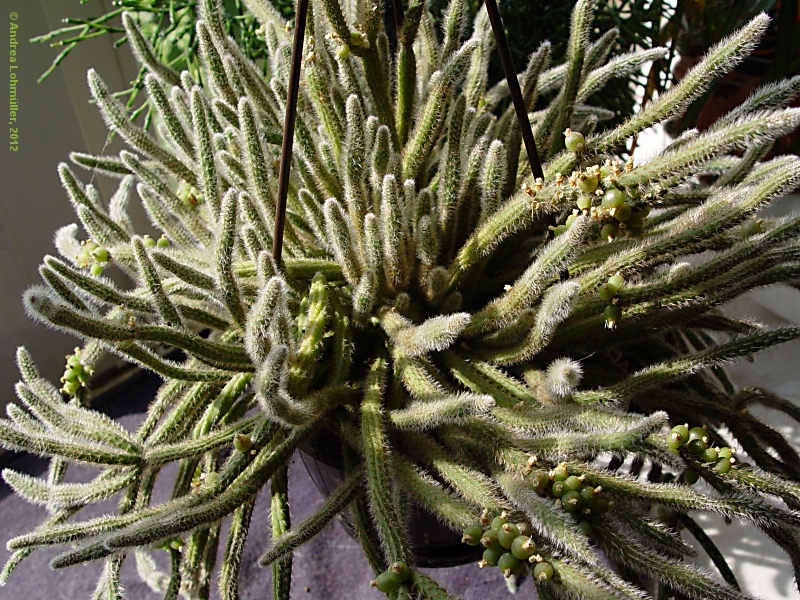 Rhipsalis baccifera subsp. horrida