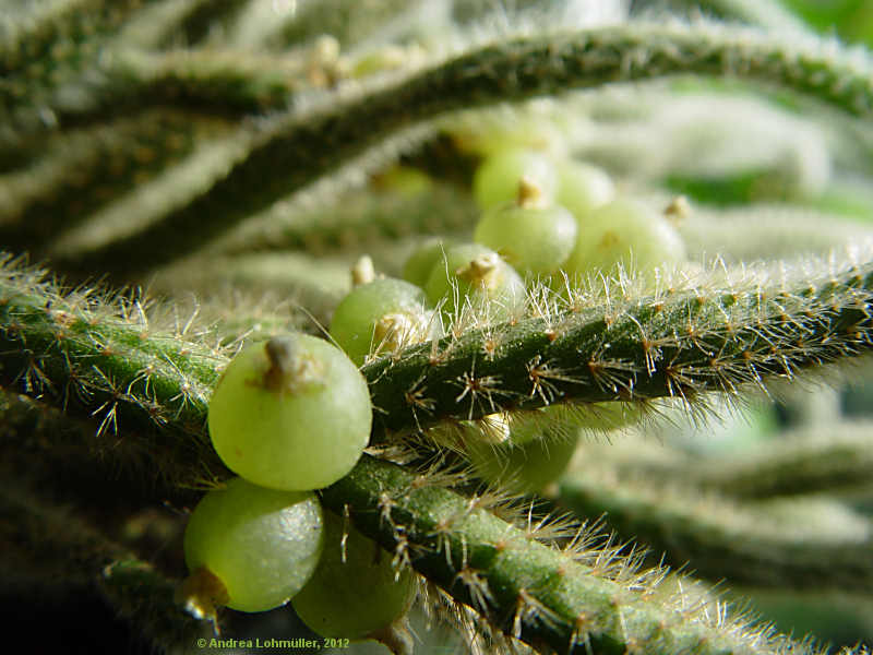 Rhipsalis baccifera subsp. horrida