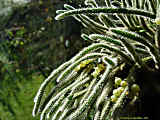 Rhipsalis baccifera subsp. horrida