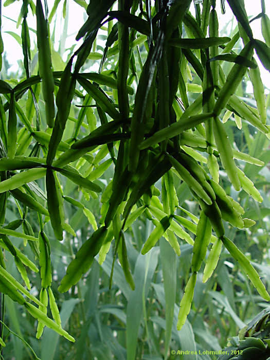 Rhipsalis micrantha