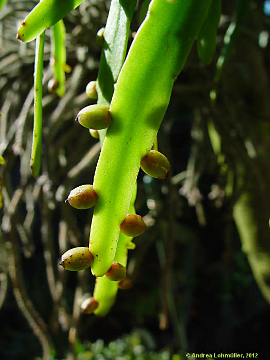 Rhipsalis micrantha