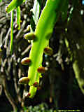 Rhipsalis micrantha