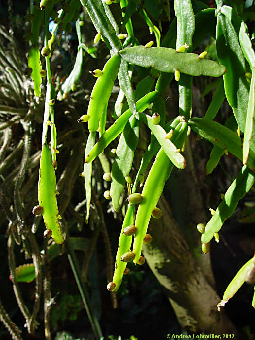 Rhipsalis micrantha