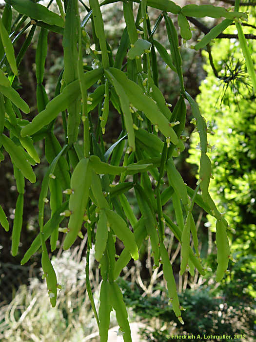 Rhipsalis micrantha