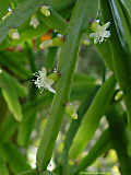 Rhipsalis micrantha