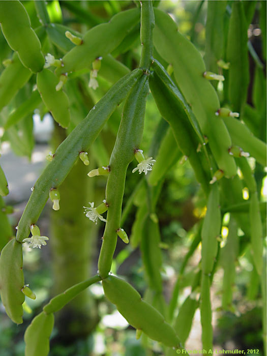 Rhipsalis micrantha