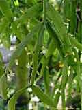 Rhipsalis micrantha