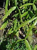 Rhipsalis micrantha