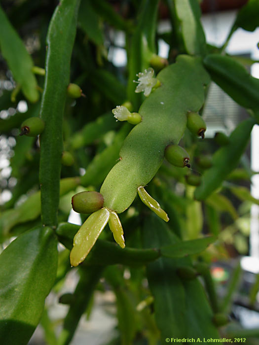 Rhipsalis micrantha