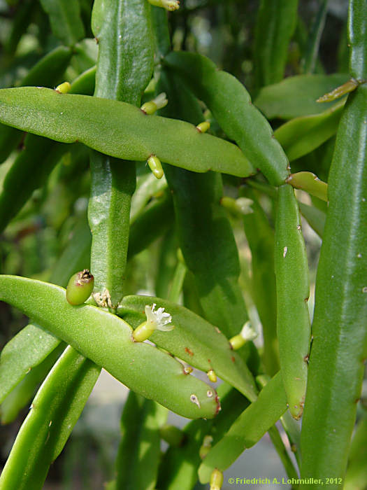 Rhipsalis micrantha