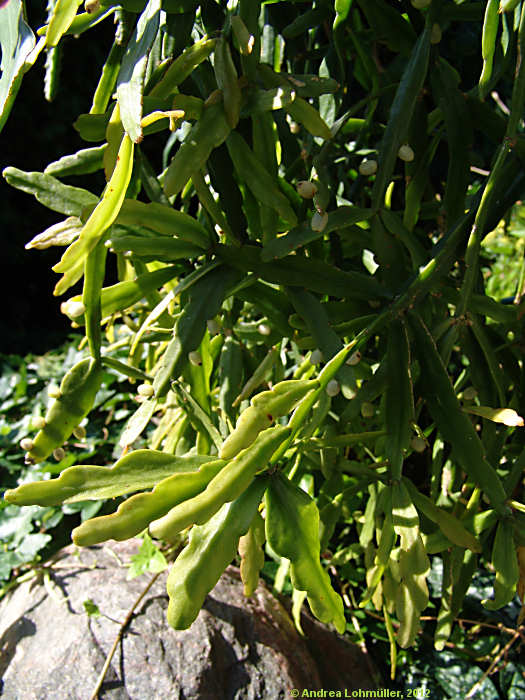 Rhipsalis micrantha