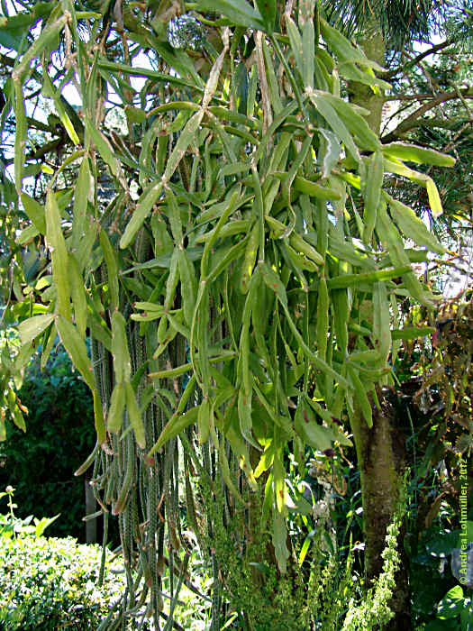 Rhipsalis micrantha