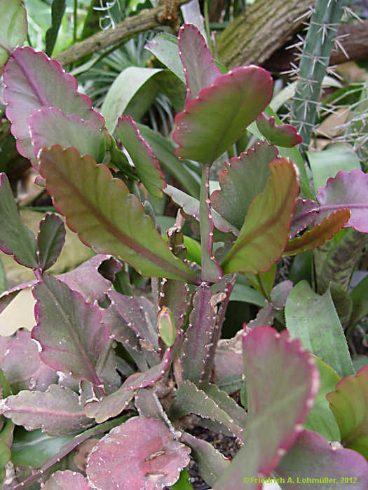 Rhipsalis oblonga, Rhipsalis crispimarginata