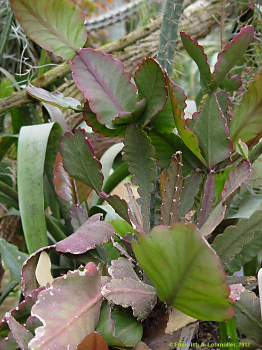 Rhipsalis oblonga, Rhipsalis crispimarginata