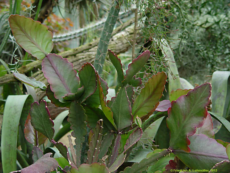 Rhipsalis oblonga, Rhipsalis crispimarginata