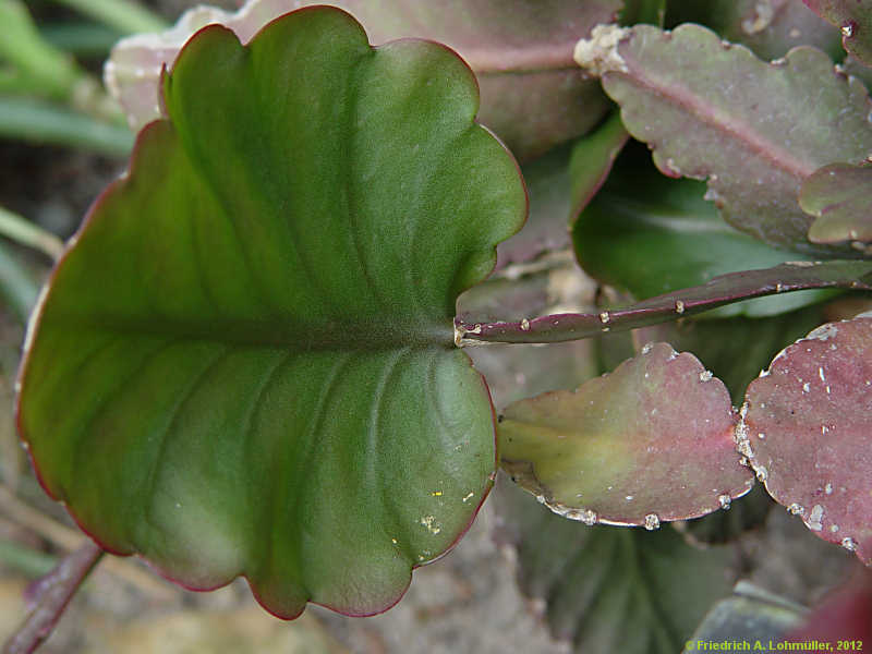 Rhipsalis oblonga, Rhipsalis crispimarginata