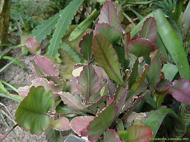 Rhipsalis oblonga, Rhipsalis crispimarginata