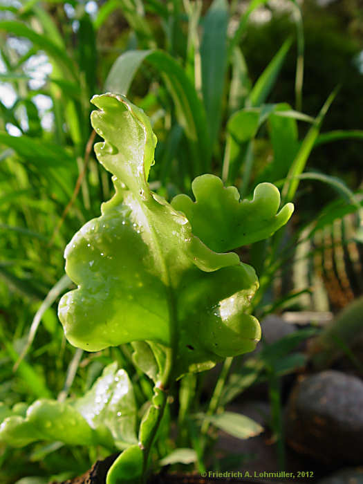 Rhipsalis oblonga, Rhipsalis crispimarginata