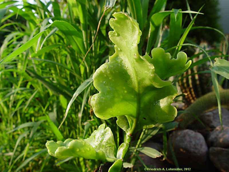 Rhipsalis oblonga, Rhipsalis crispimarginata