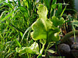 Rhipsalis oblonga