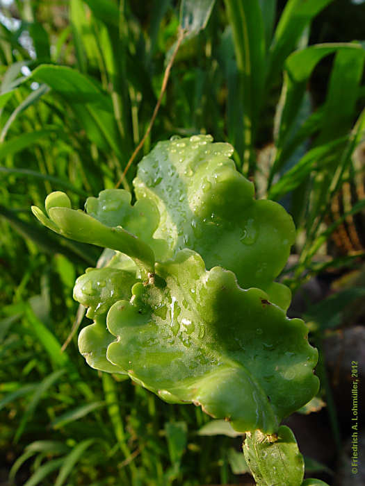 Rhipsalis oblonga, Rhipsalis crispimarginata