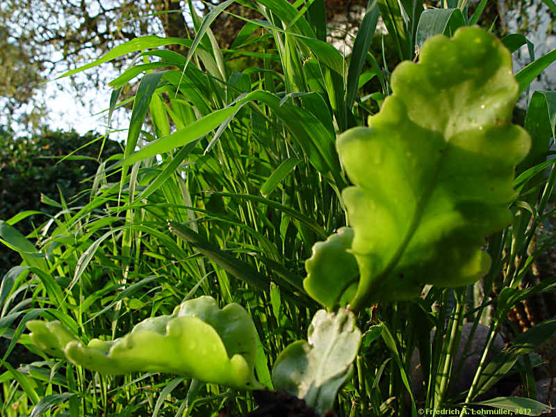 Rhipsalis oblonga, Rhipsalis crispimarginata