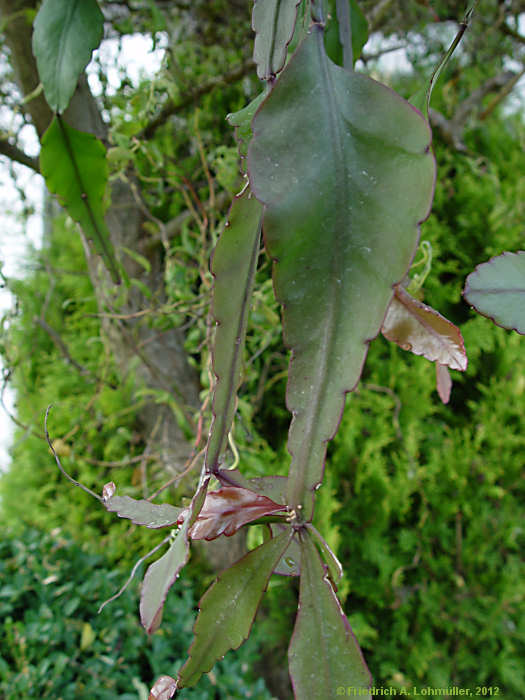 Rhipsalis pachyptera