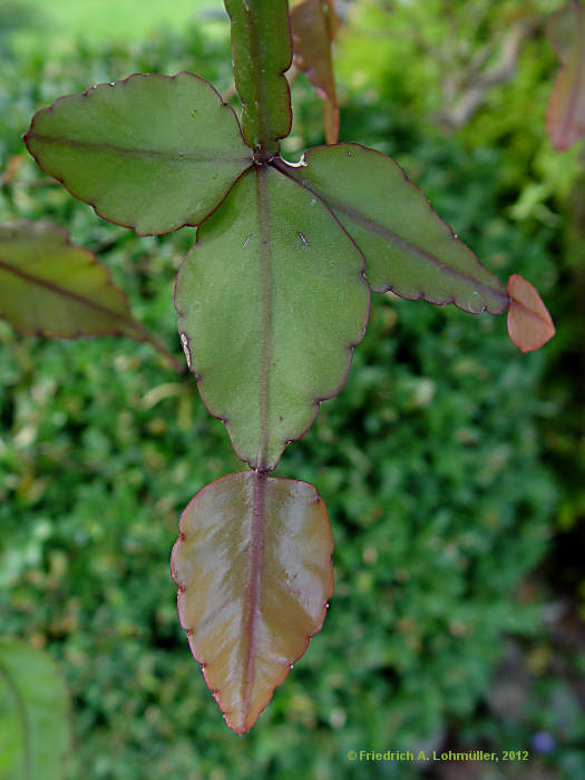 Rhipsalis pachyptera