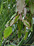 Rhipsalis pachyptera