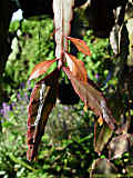 Rhipsalis pachyptera