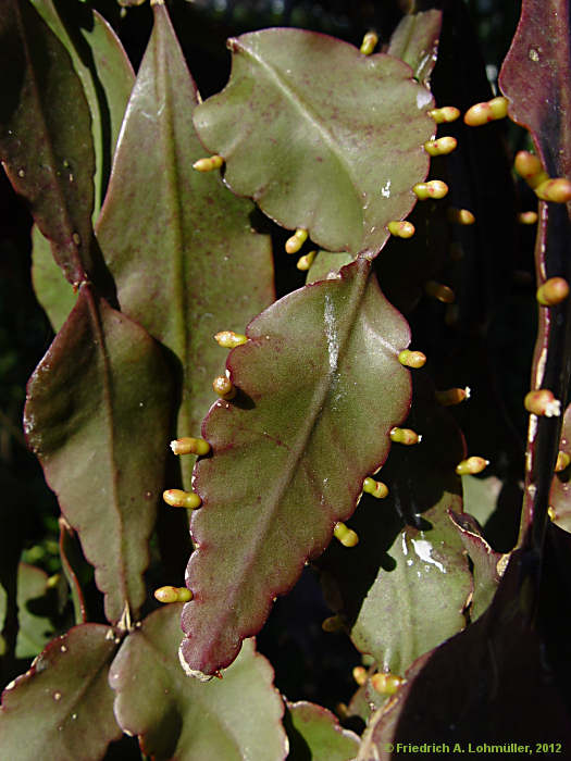 Rhipsalis pachyptera