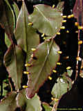 Rhipsalis pachyptera