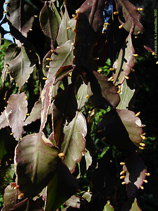 Rhipsalis pachyptera