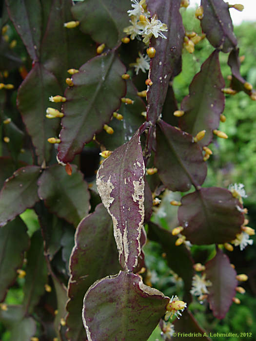 Rhipsalis pachyptera